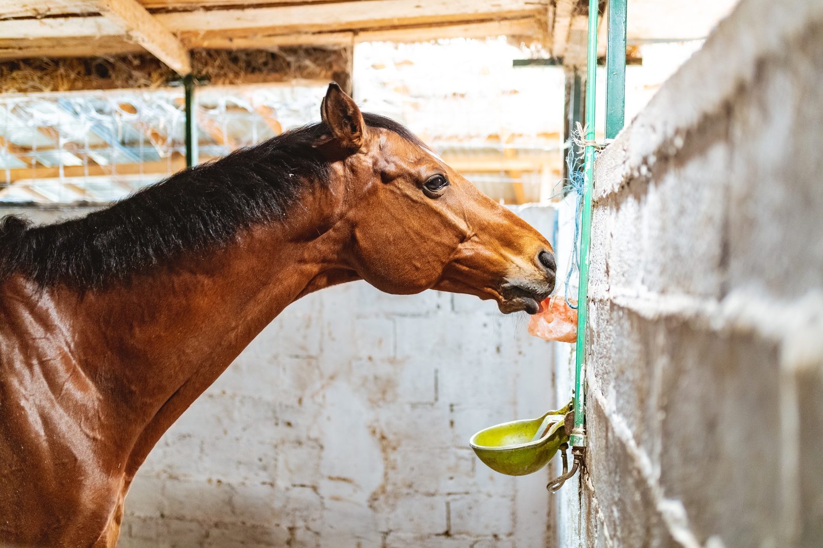 A horse taking salt from a Himalayan salt lick